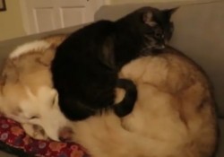 【動画】フワフワハスキー犬を自分のベッドにするねこ様