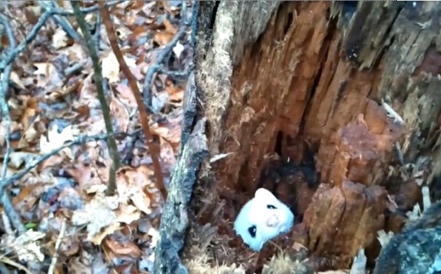 【動画】顔を出したり引っ込めたりする真っ白な野生のオコジョが可愛過ぎる