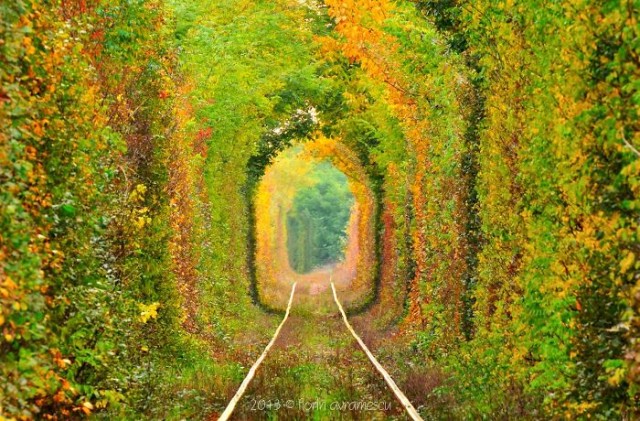 行ってみたい！世界のロマンチックで美しい並木道