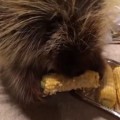 【動画】ピカチュウみたいな声でおしゃべりしながらトウモロコシを食べるヤマアラシ