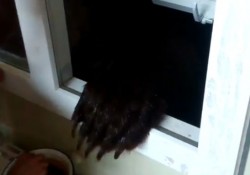 【面白動画】ロシアでは家の窓から野生のクマにエサを上げているようだ