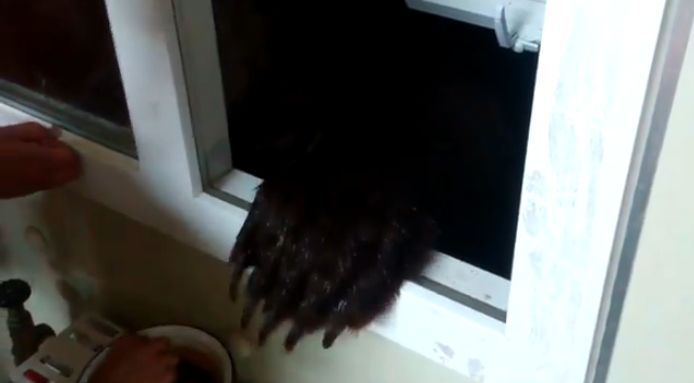 【面白動画】ロシアでは家の窓から野生のクマにエサを上げているようだ