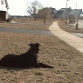 【動画】スクールバスで帰ってくる坊ちゃんを待ちわびる犬