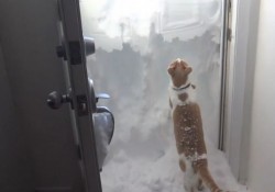 【面白動画】ドアの拭きだまり雪をせっせと雪かきするねこさん