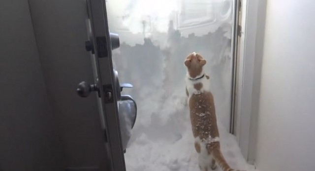 【面白動画】ドアの拭きだまり雪をせっせと雪かきするねこさん