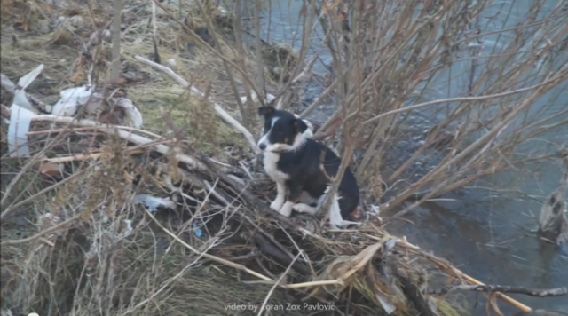 【動画】世間はまだ捨てたものじゃないと思わせてくれる犬の救助動画。
