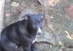 【動画】井戸に落ちた仔犬が救助され犬の家族と再会し大はしゃぎ（インド）