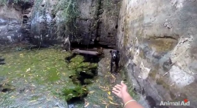【動画】井戸に落ちた仔犬が救助され犬の家族と再会し大はしゃぎ（インド）