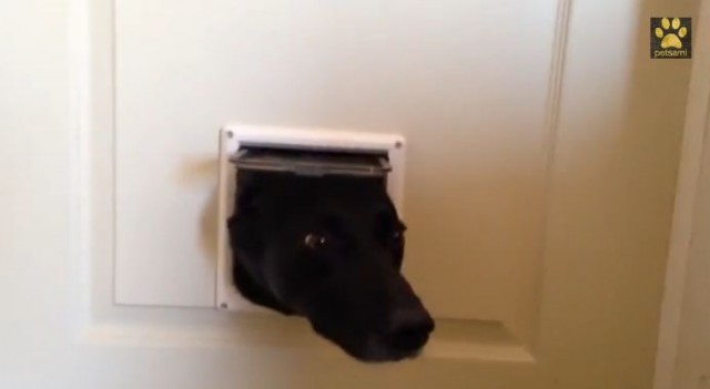 【面白動画】これはカワイイ！3匹の犬が猫用ドアから次々に顔を出してご挨拶