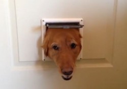 【面白動画】これはカワイイ！3匹の犬が猫用ドアから次々に顔を出してご挨拶