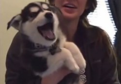 【面白動画】可愛いすぎる！ハスキーの仔犬が人間の幼児みたいにしゃべる！