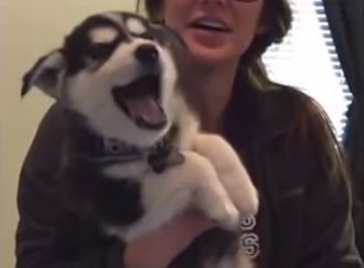 【面白動画】可愛いすぎる！ハスキーの仔犬が人間の幼児みたいにしゃべる！