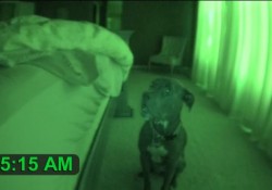 【面白動画】人間の言葉を100％理解しているスヌーズ機能付きのアラーム犬