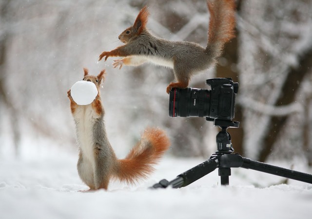 まるで人間みたい！雪やカメラで遊ぶ野生のリス