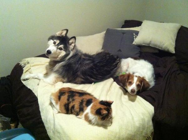 【面白画像】ベッドを占領したペットたち！