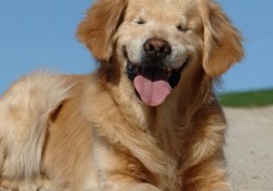 盲目のゴールデンレトリバー"スマイリー"はセラピー犬