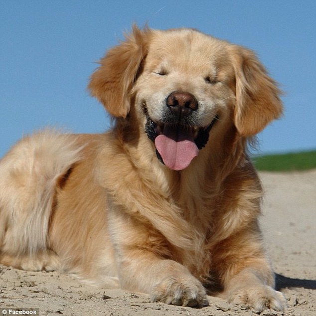 盲目のゴールデンレトリバー"スマイリー"はセラピー犬