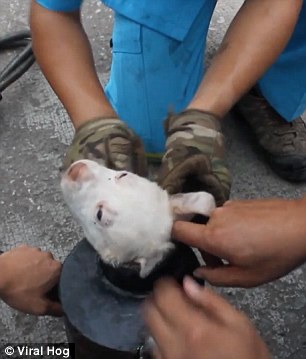 【動画】スチールパイプにすっぽりはまってしまった仔犬が救助される