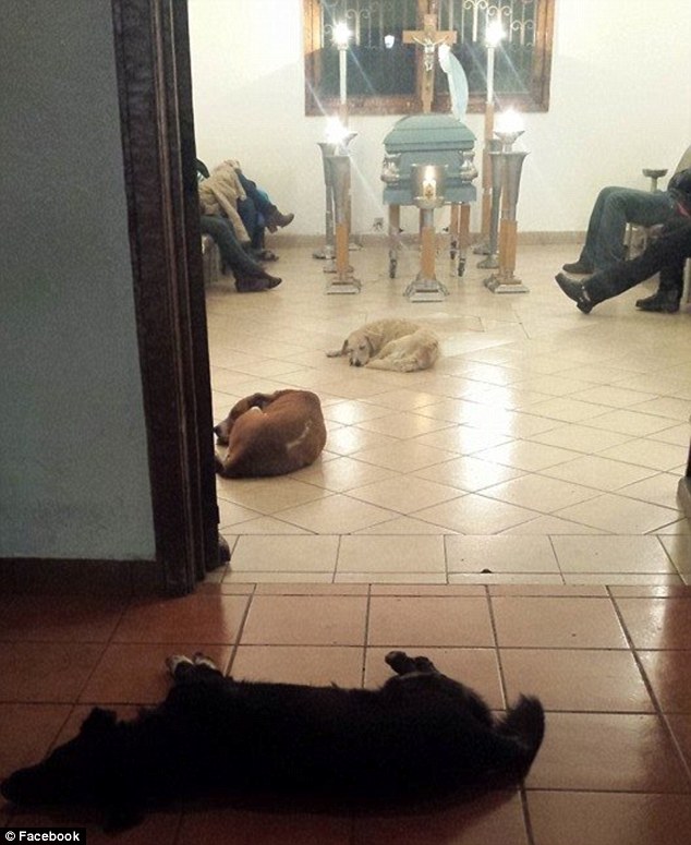 ホームレスの動物を世話してた女性の葬儀に野良犬が参列