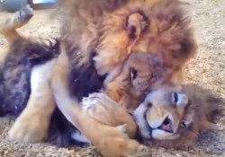 【動画】再会したライオンの兄弟愛「会いたかったよ！寂しかったよ！」