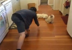 【面白動画】ふわふわ猫さんは床を滑るのが大好き