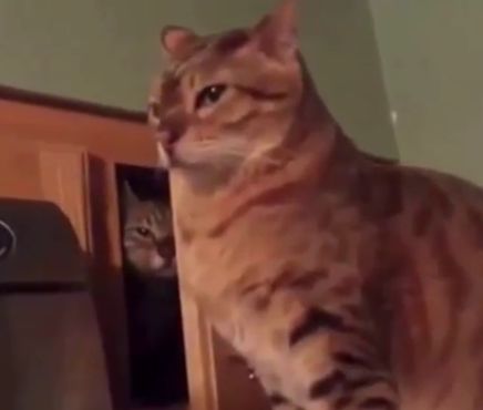 【面白動画】爆笑！不意打ち猫パンチ
