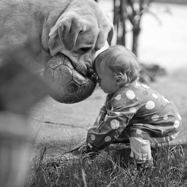 【癒し画像】大型犬が人間の赤ちゃんを見守る姿に心がとろける！