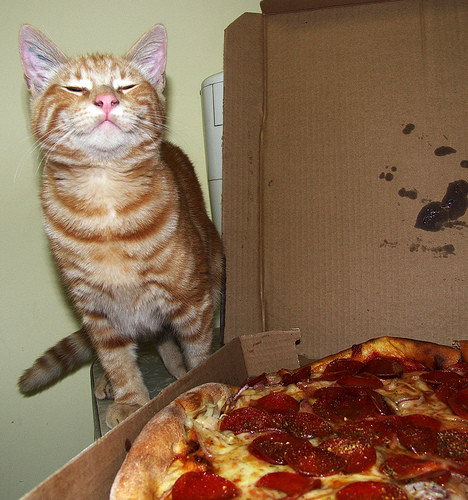 【面白画像】アメリカの犬と猫は人と同様ピザが大好き過ぎるようだ