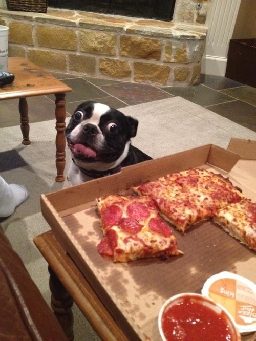 面白画像 アメリカの犬と猫は人と同様ピザが大好き過ぎるようだ 地球ジャック
