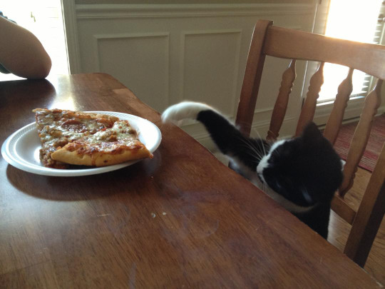 【面白画像】アメリカの犬と猫は人と同様ピザが大好き過ぎるようだ