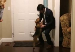 【感動動画】2年振りに実家に帰ってきた息子を犬がお出迎え