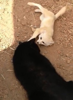 【動画】久しぶりに大好きな猫に会ったフェネックの喜び方がカワイすぎる！