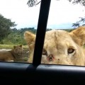【動画】ライオンさんが車のドアを開ける