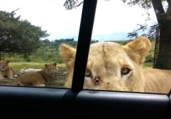 【動画】ライオンさんが車のドアを開ける