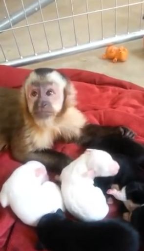 【動画】優しい赤ちゃん猿と6匹の生後間もない仔犬