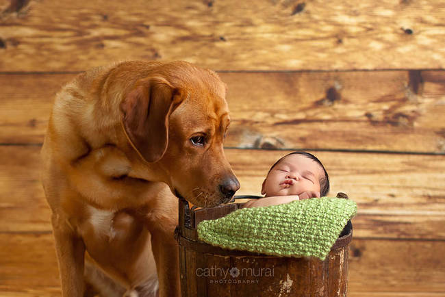 【癒し画像】大型犬が人間の赤ちゃんを見守る姿に心がとろける！