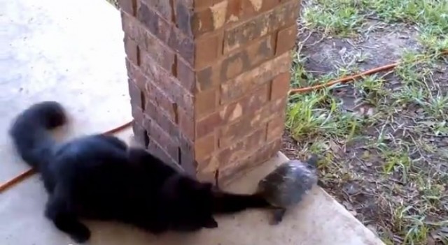 【癒し動画】「ねこさん待って～。」カメと猫の可愛い追いかけっこ