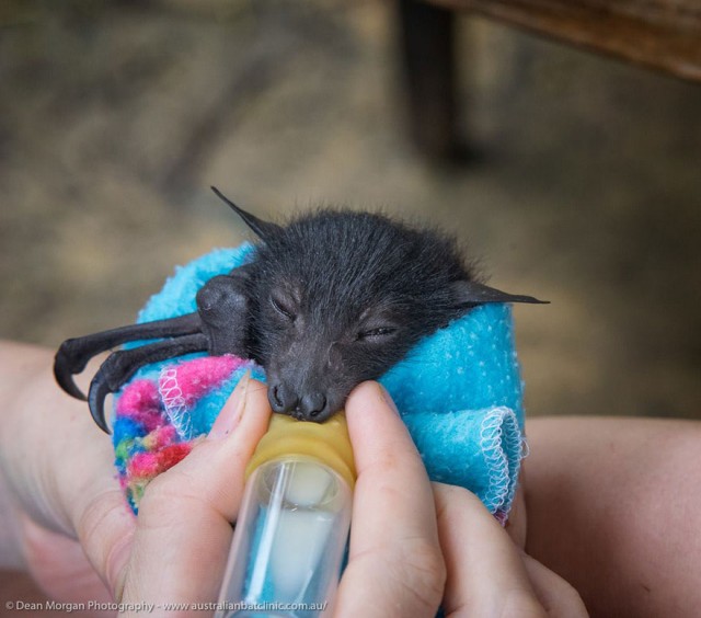 【画像】人間に世話されるコウモリの赤ちゃんが可愛い過ぎ！