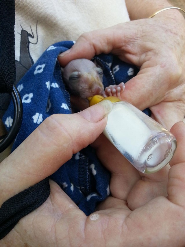 【画像】人間に世話されるコウモリの赤ちゃんが可愛い過ぎ！