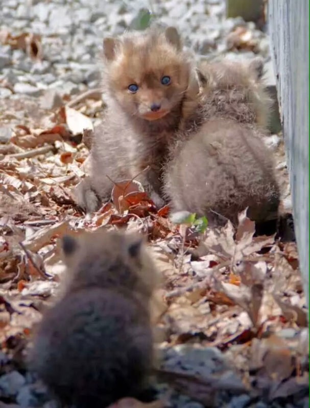 【画像】激カワ！家の庭にキツネの赤ちゃんが遊びに来たよ。