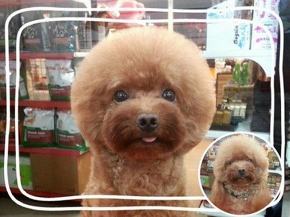 【画像】台湾では犬を正方形や真丸にカットするのが流行中？