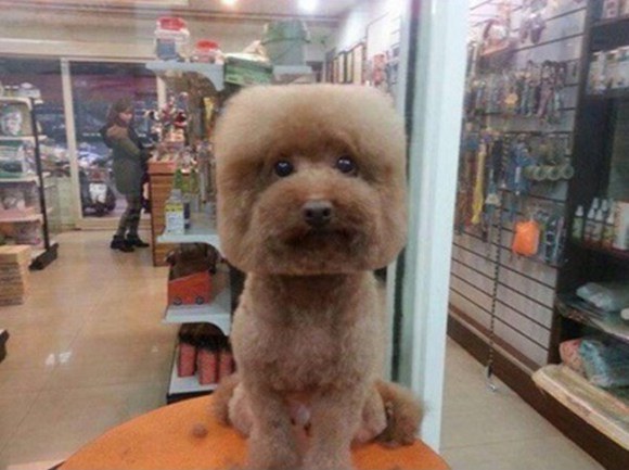 【画像】台湾では犬を正方形や真丸にカットするのが流行中？
