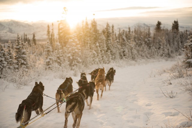 【画像】アラスカの12匹の犬ぞり犬の1日