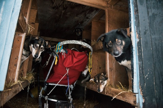 【画像】アラスカの12匹の犬ぞり犬の1日