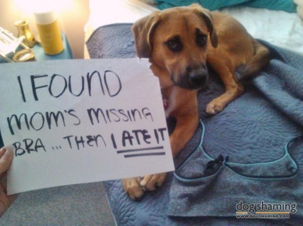【面白画像】下着泥棒した犬達の写真と容疑が公開される！
