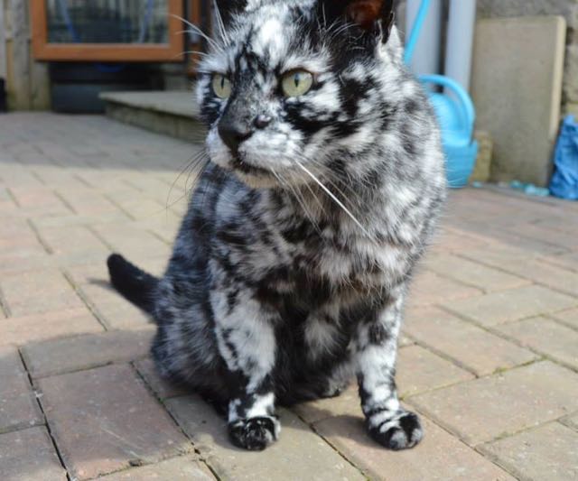 【画像】猫も白髪になるの？元々真っ黒だった猫が不思議なまだら模様に変身