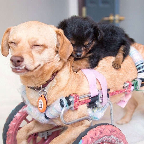 障害がある犬だって幸せになれる！そして飼い主を幸せにしてくれる！