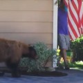【面白動画】ある日、家の角でクマさんと出会った。さあどうなる？