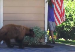 【面白動画】ある日、家の角でクマさんと出会った。さあどうなる？