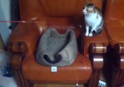 【面白動画】猫じゃらしでねこをあやしているのはねこ！